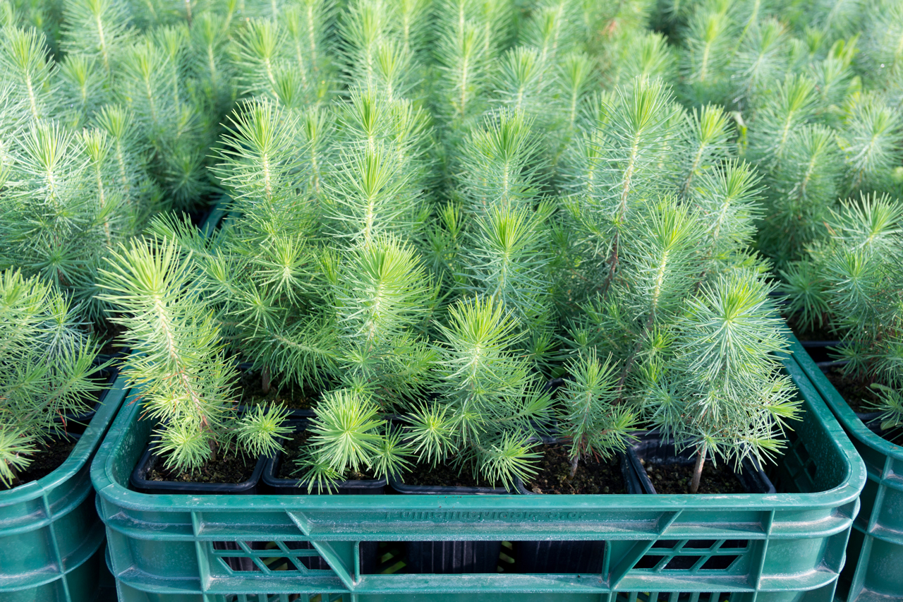 Crates of small pine seedlings.