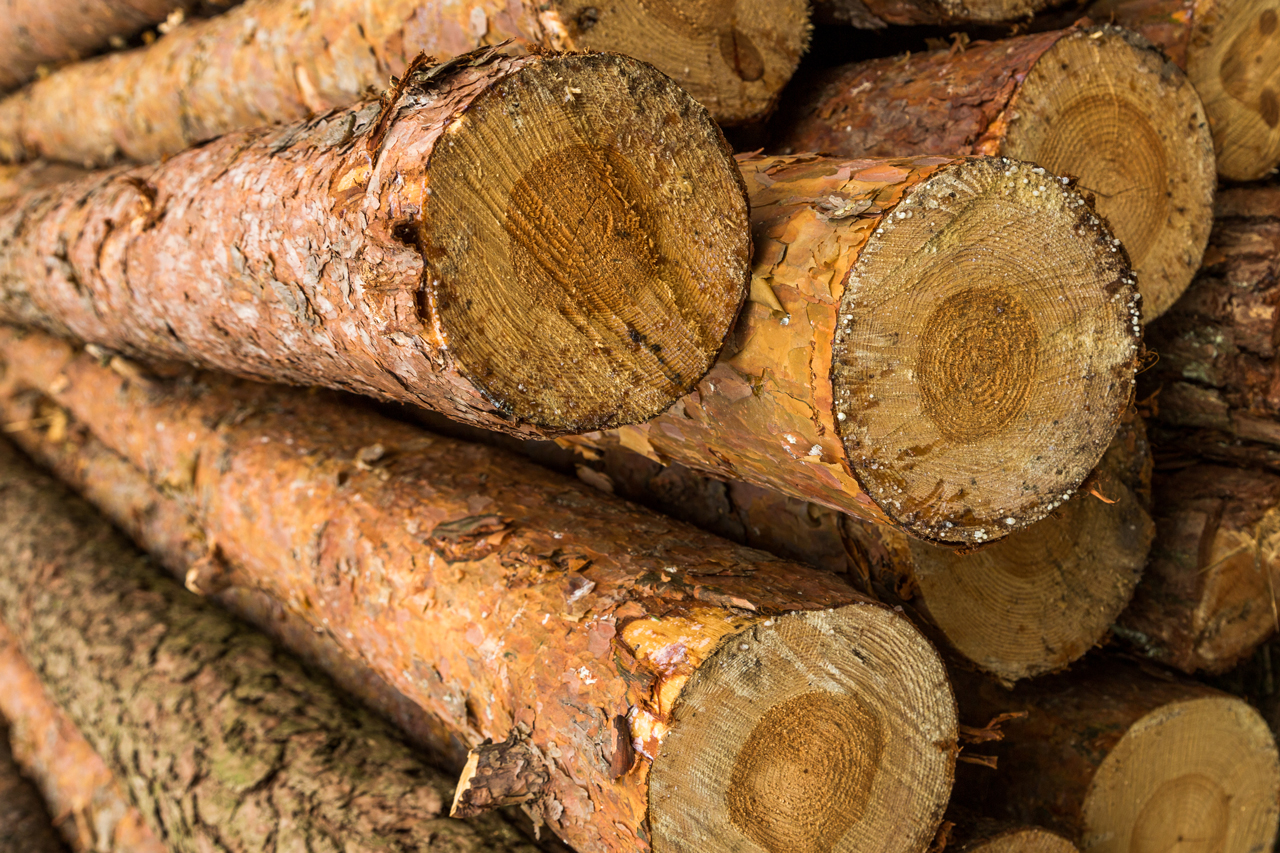 A stack of logs piled with their cut ends to one side.