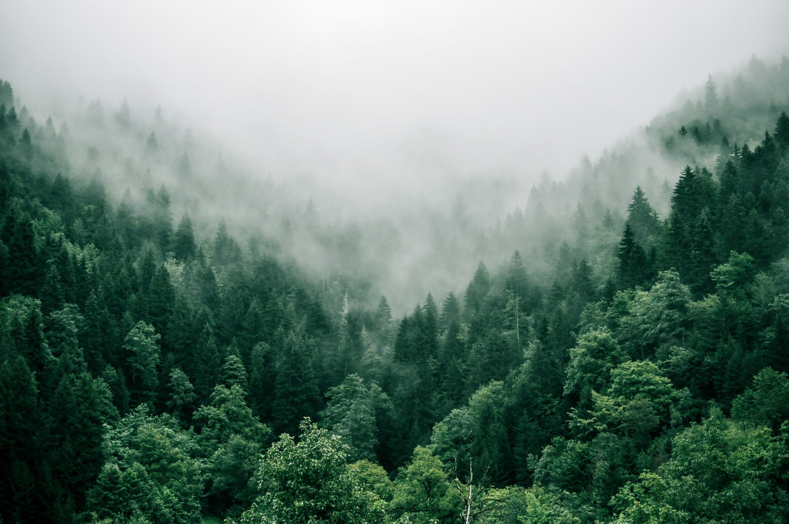 A foggy forest with lush, green trees.