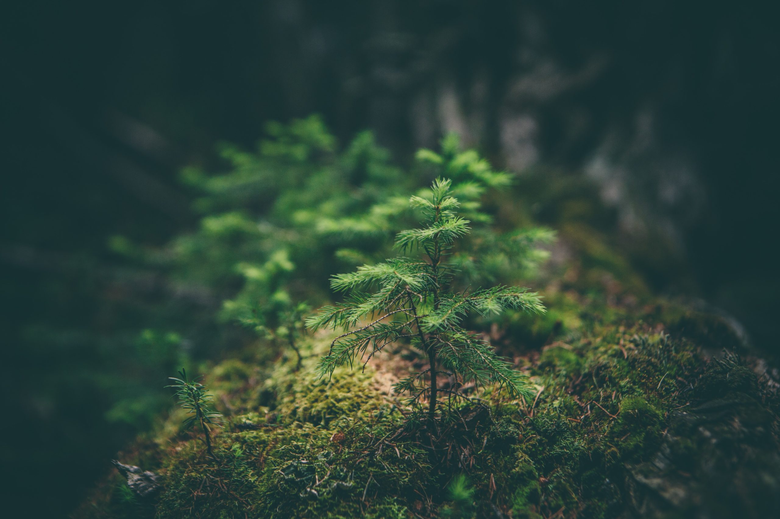 A small seedling growing in a forest.